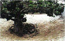 Les étapes du grand tuuru dédié à Mme Diaré,  le puits de Mame Gané Diop ou de Jëfuñ