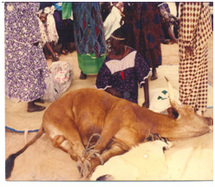 Les étapes du ndëpp, immolation du boeuf, animal du sacrifice