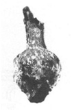 Bilbil miniature en ivoire, extrait de Gachet J., « Objets en os et en ivoire » in Yon M. (éd.), <em>Le Centre de la Ville, 38e- 44e campagnes (1978-1984)</em>, Paris, ERC,  p. 253