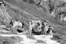 L'ouvert, le propre et le fermé. Trois catégories pour qualifier le paysage dans les Alpes du Nord