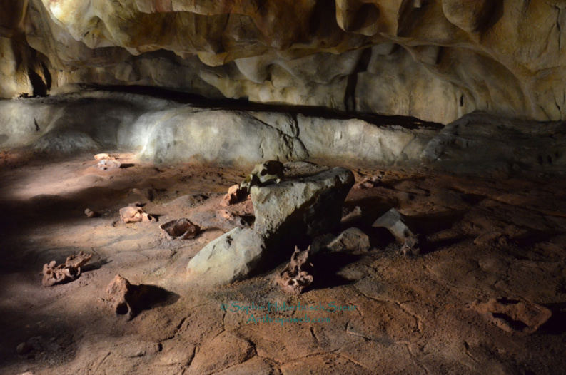 Une sagesse scientifique, une merveille humaine restituée : la Grotte Chauvet Pont d'Arc Une sagesse scientifique, une merveille humaine restituée : la Grotte Chauvet Pont d'Arc