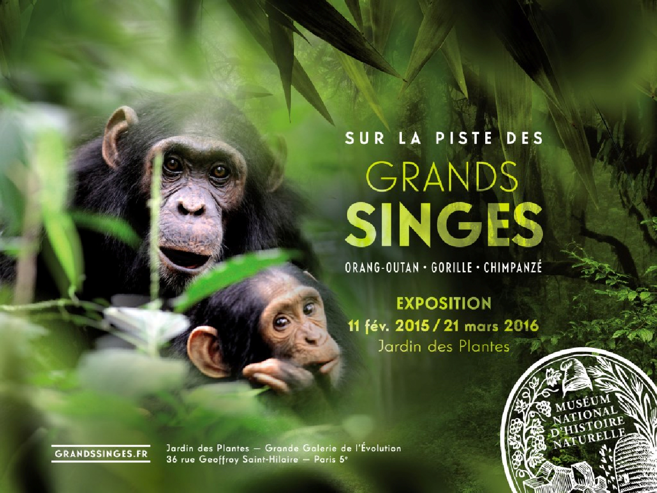 Compte rendu sur l'exposition : "Sur la piste des grands singes" du Muséum National d'Histoire Naturelle