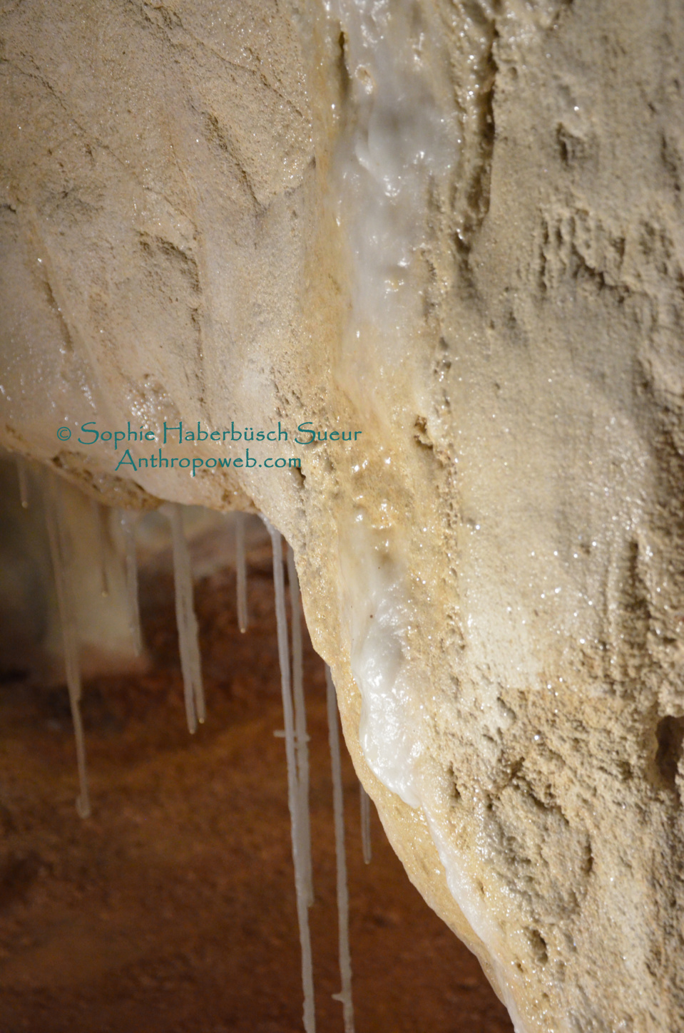Une sagesse scientifique,  une merveille  humaine restituée : la Grotte Chauvet Pont d'Arc