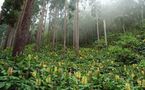 La bonne gouvernance et la forêt